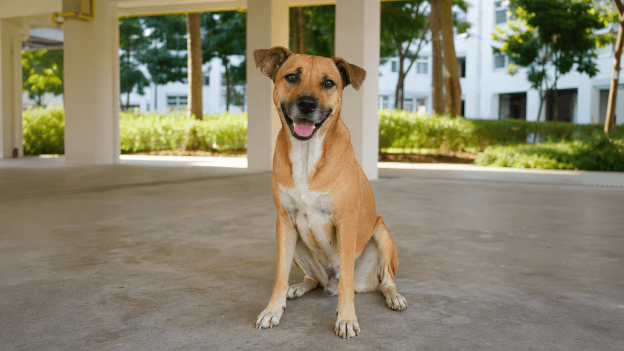 Singapore Special mixed breed dog — Singapore pet guides SmartPawParent