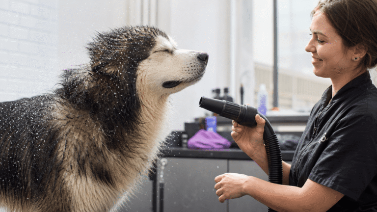 High velocity pet dryer review — dog being dried with visible water blowing off the coat
