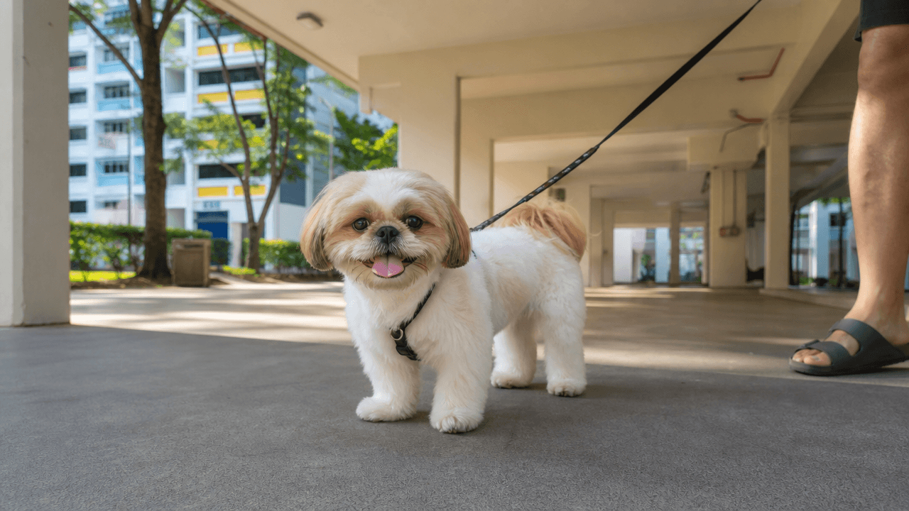 New pet owner guide Singapore — HDB-approved dog breed on a leash in a housing estate void deck