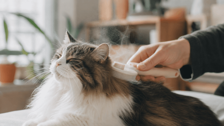 Steam grooming brush review — cat being gently brushed with visible mist