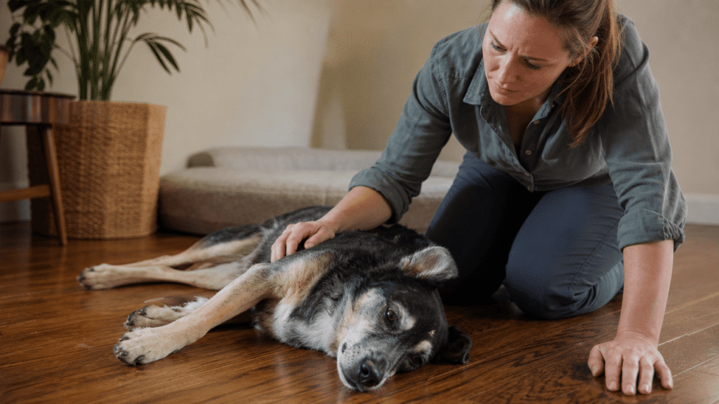 Tick Prevention Doesn't Mean Tick Checking Is Optional. owner checking on dog on tick med and is still not feeling well.