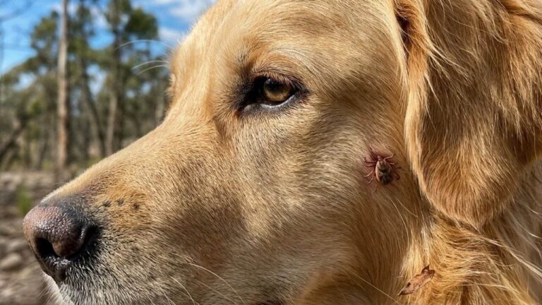 paralysis tick prevention for dogs and cats in Australia