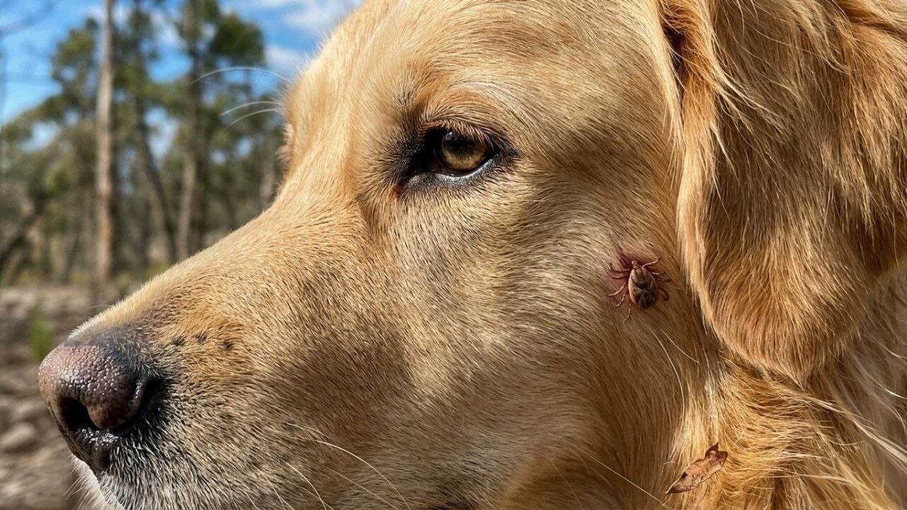 paralysis tick prevention for dogs and cats in Australia