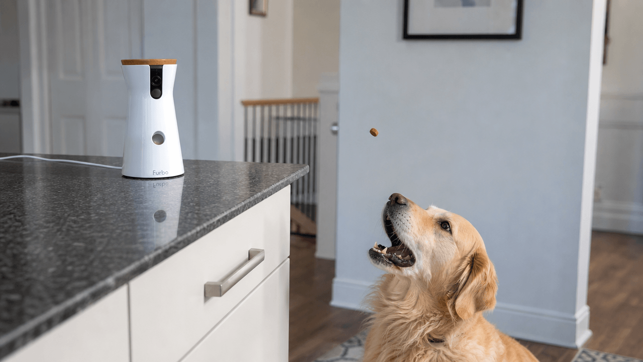 Wifi pet camera review — dog catching a tossed treat from a smart camera device