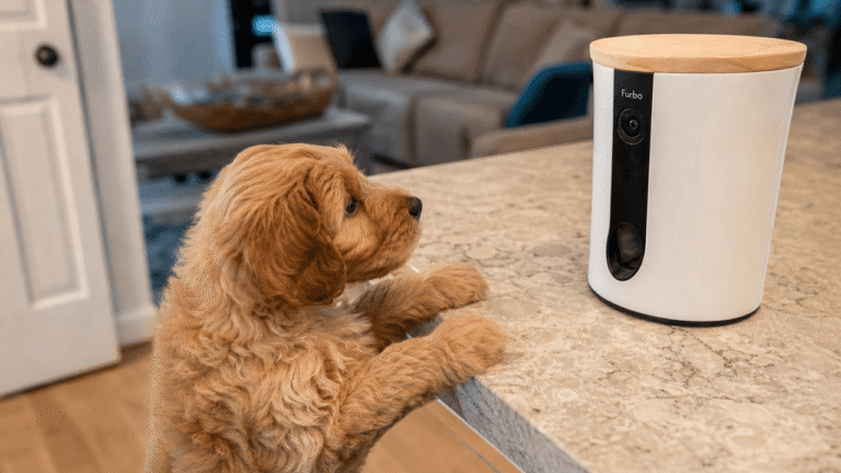 puppy looking at Furbo wifi camera treats