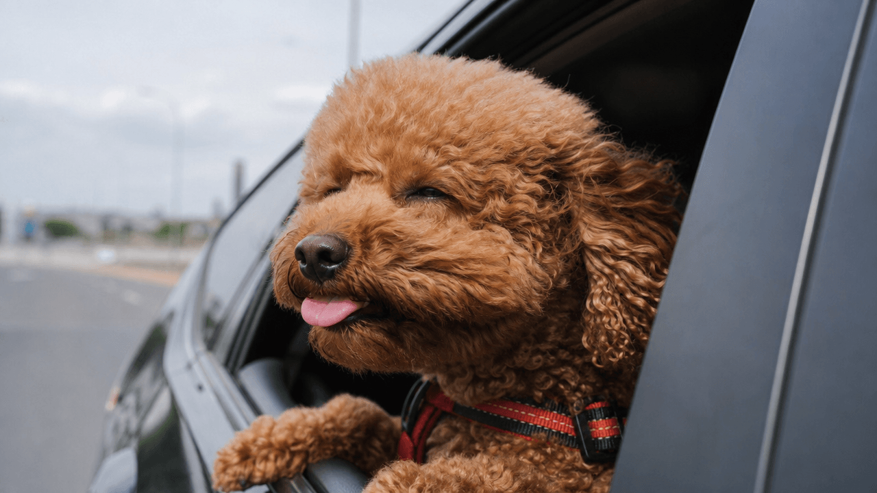 Road Trip With Pets US Safety: What Actually Works