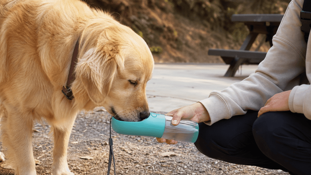 Illustration of a dog drinking from a portable water dispenser during a road trip rest stop.